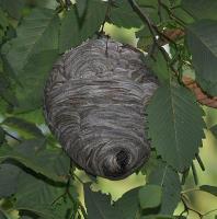 Wasptec - Wasp Nest Removal image 11